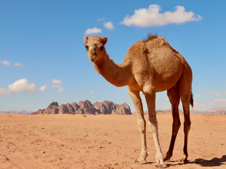 sahara algerien region sud dromadaire desert paysage naturel.webp Homepage