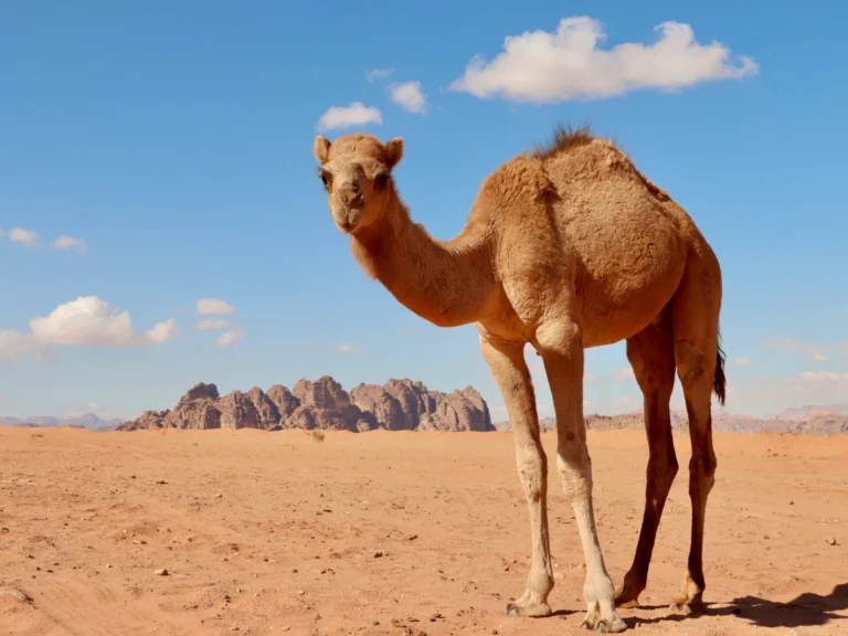 sahara algerien region sud dromadaire desert paysage naturel.webp Accueil