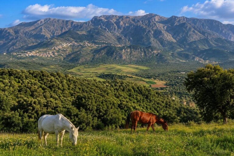 region est algerie montagnes vallees nature authentique.webp Homepage